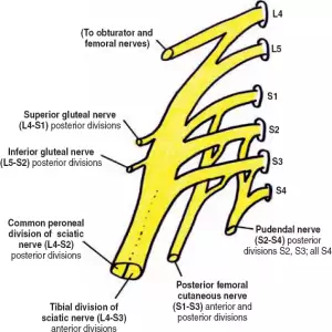 Sacral Plexus 2